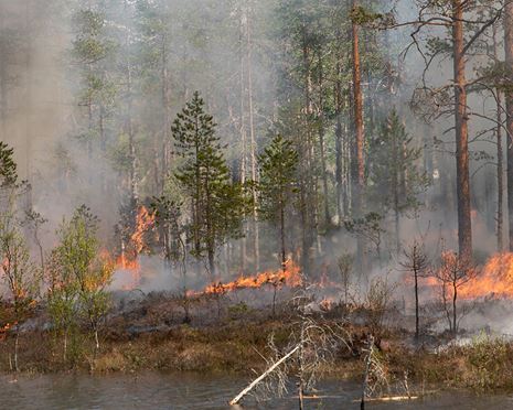 Branden - viktig för naturvärden och biologisk mångfald