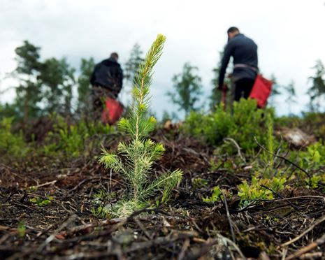Sveaskog hoppas på regnig och sval sommar - för plantornas skull